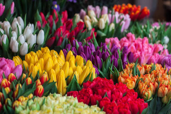 Fresh flowers at Bayshore Market for everyday gifts and home displays